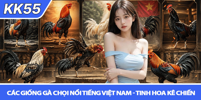 Các giống gà chọi nổi tiếng Việt Nam - Tinh hoa kê chiến 3 Các giống gà chọi nổi tiếng Việt Nam - Tinh hoa kê chiến