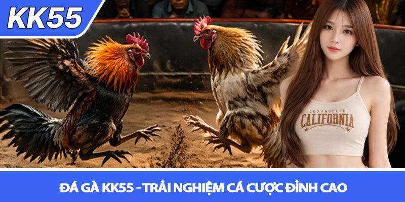 Đá gà KK55 - Trải nghiệm cá cược đỉnh cao 1 Đá gà KK55 - Trải nghiệm cá cược đỉnh cao