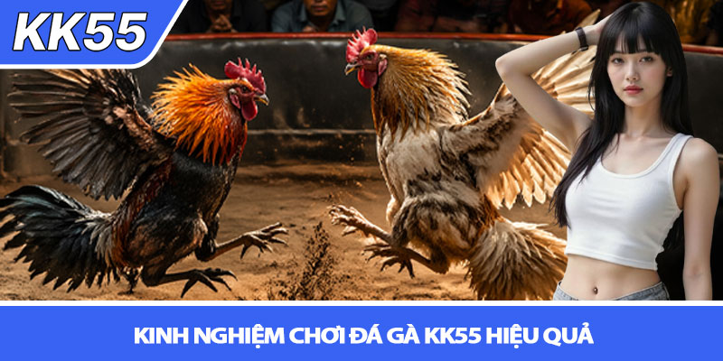 Đá gà KK55 - Trải nghiệm cá cược đỉnh cao 3 Kinh nghiệm chơi đá gà KK55 hiệu quả