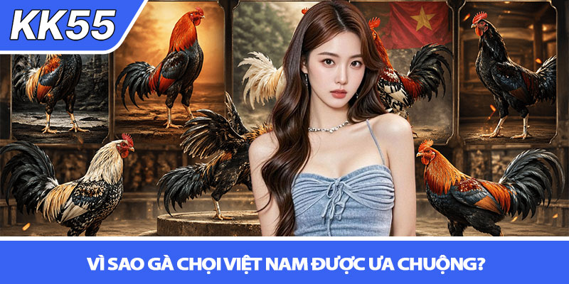 Các giống gà chọi nổi tiếng Việt Nam - Tinh hoa kê chiến 4 Vì sao gà chọi Việt Nam được ưa chuộng?